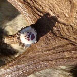 FLINT KNAPPED STAG HANDLE HUNITNG KNIFE PIPESTONE BEAR PAW INLAY POMMEL