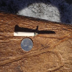 MINIATURE MAMMOTH IVORY HANDLE KNIFE